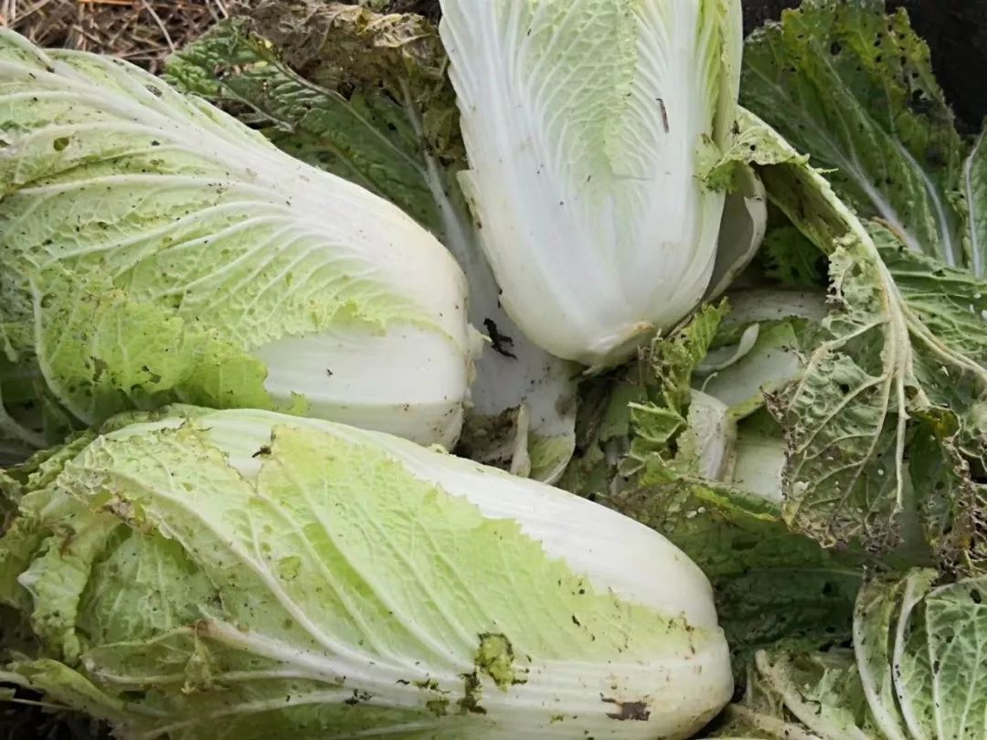 素食餐厅尴尬,素食餐厅为什么总是开不下去