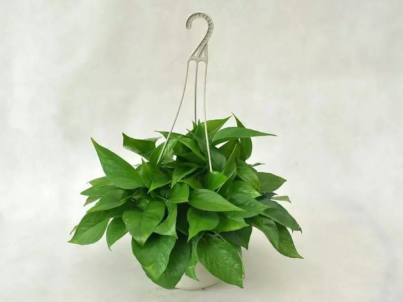 央视十大除甲醛植物排行榜,绿萝栀子花室内花卉植物除甲醛