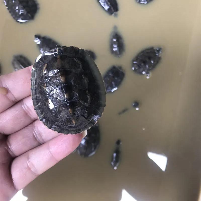 乌龟冬眠醒来后不吃东西怎么办,深圳乌龟冬眠注意事项