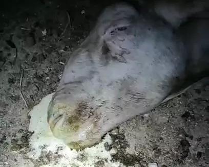 羊酸中毒一招解决,羊酸中毒治疗方案