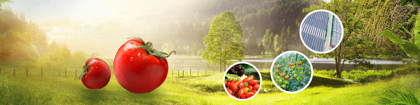 山东绿禾肥业有限公司,山东绿禾农业综合开发