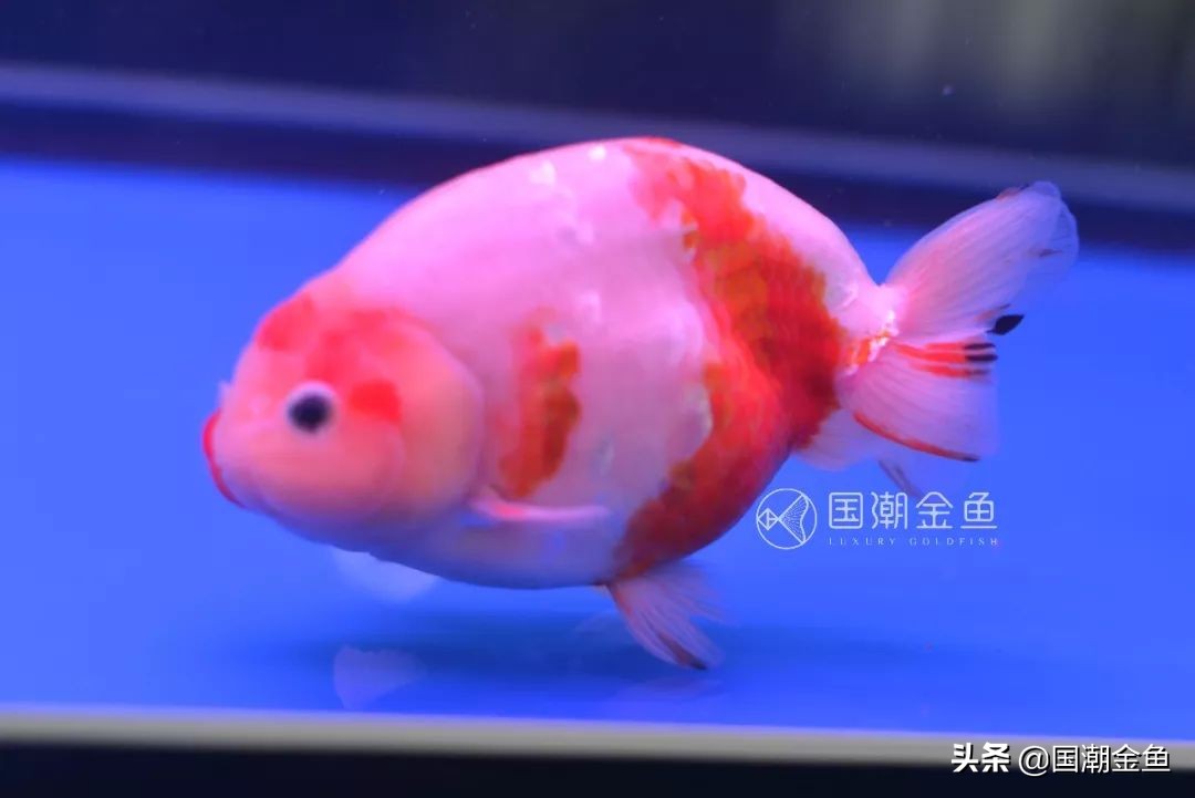 草种金鱼的饲养技术与方法图解,草金鱼裸缸养鱼好还是造景缸养好