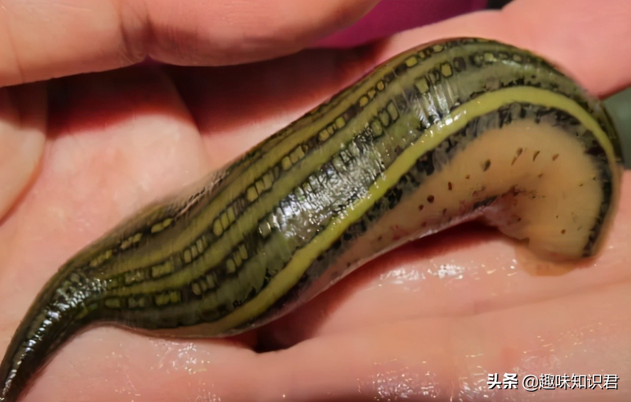 每日小科普有趣的冷知识分享,最有趣的冷知识你知道吗