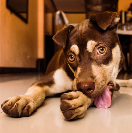 狗狗为什么总是反复舔、啃咬自己的脚部？这种行为真的正常吗？