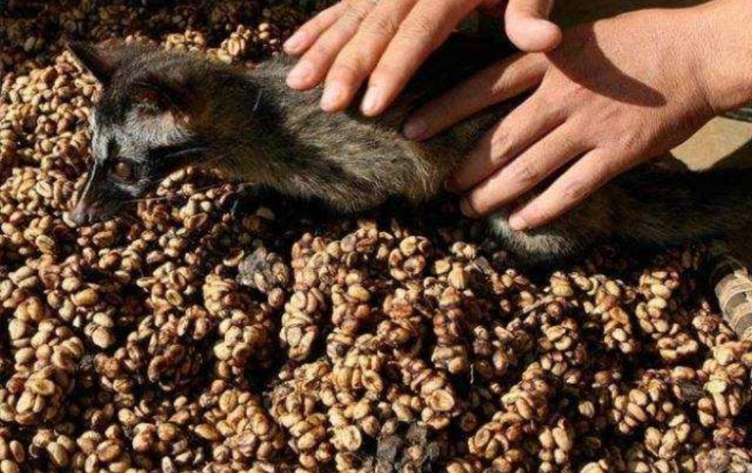 猫屎咖啡残酷的真相真的好喝吗,猫屎咖啡到底是怎么制作的