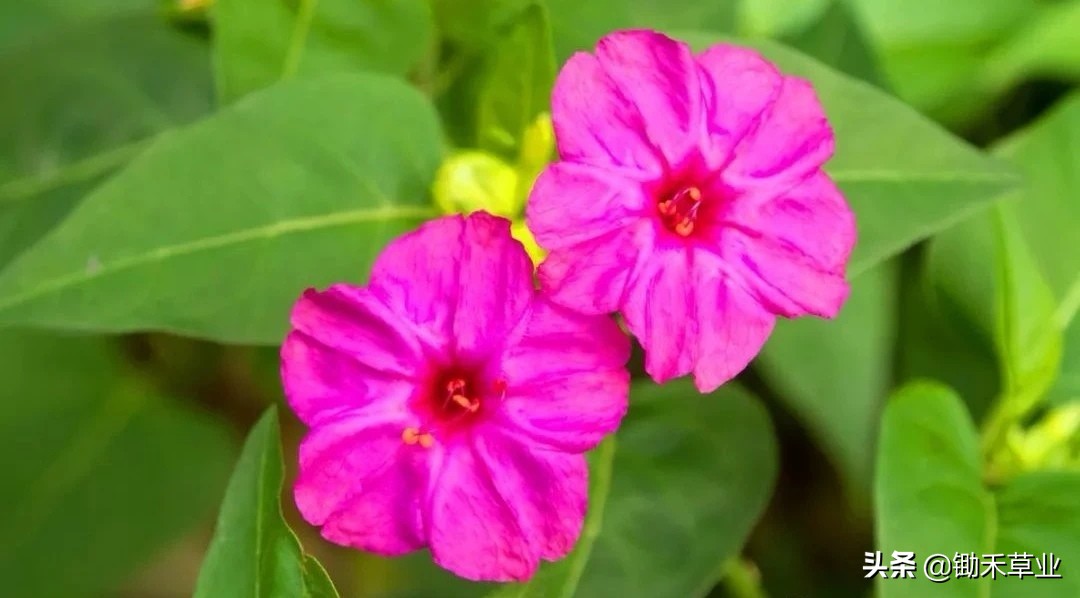 温馨紫茉莉,好看的紫茉莉