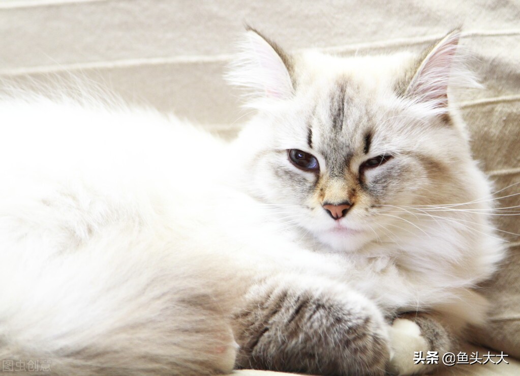 疱疹病毒杯状病毒怎么消毒,怎么分辨杯状病毒