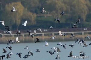 现在养鸽子挣钱吗,养什么鸽子能挣钱