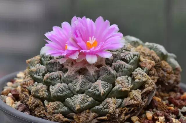 十大天价植物种子,十大顶级名贵植物