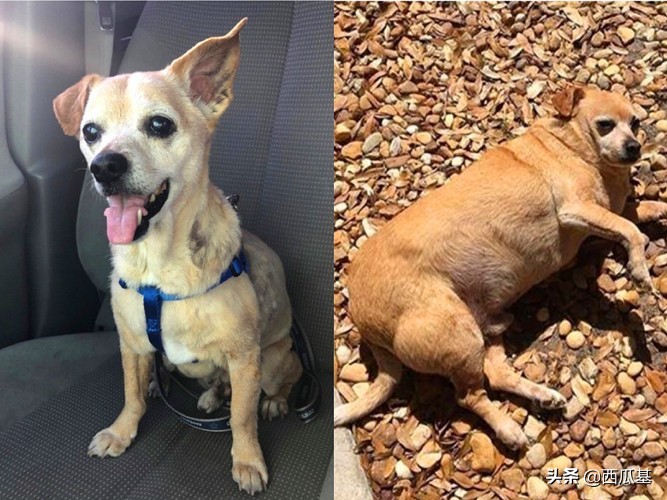 吉娃娃太胖生小狗,吉娃娃是公狗大还是母狗体型大