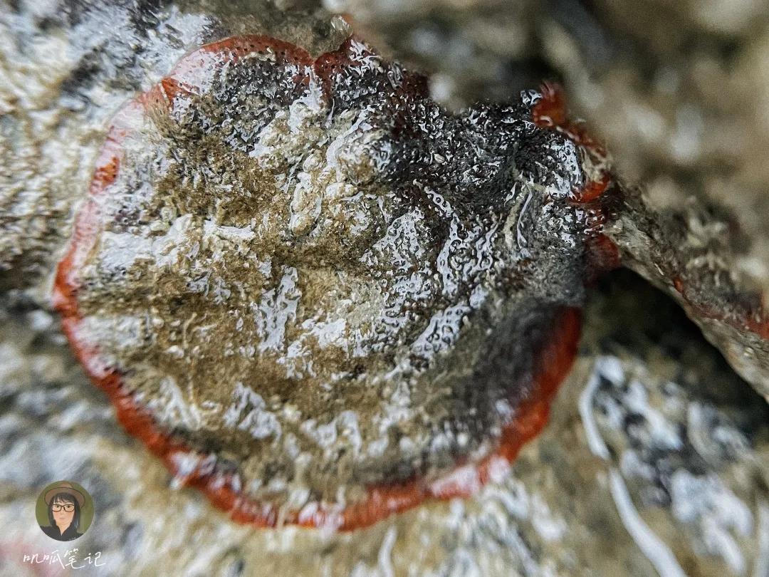 鼓浪屿赶海抓虫,鼓浪屿赶海佛手螺