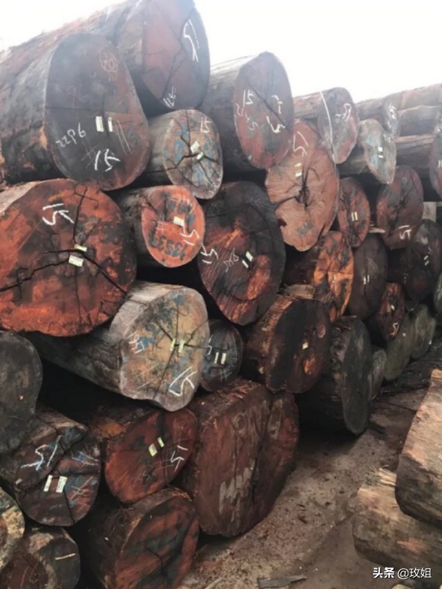 巴西红檀铁线子,耐热耐阴的铁线莲品种