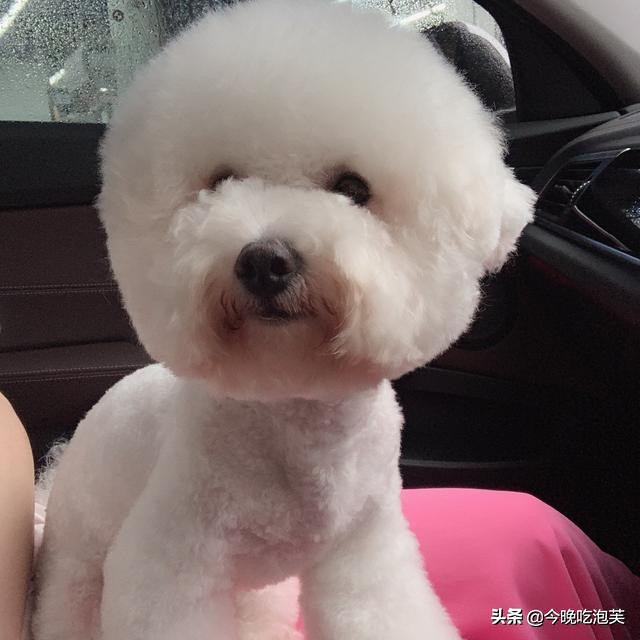 小比熊来新家大狗狗就开始有泪痕,比熊狗狗泪痕怎么去除最快最有效