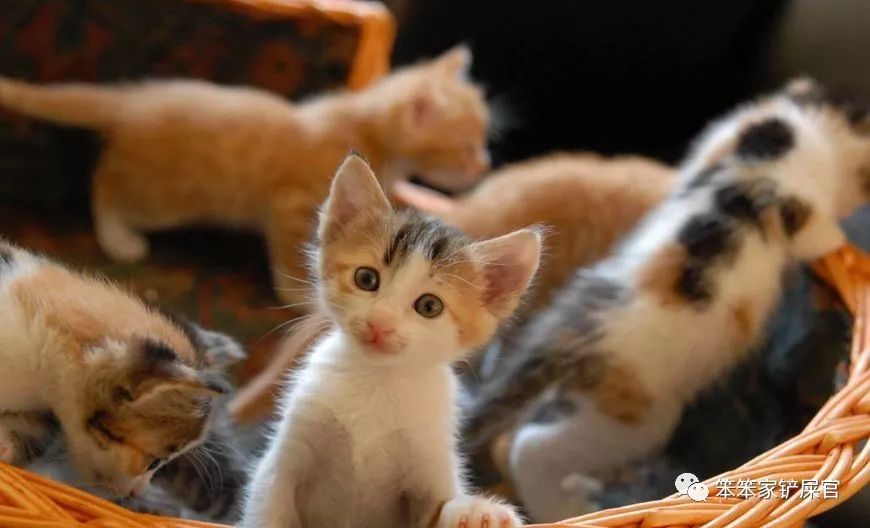 猫咪总喜欢跑酷怎么办,猫咪喜欢到处乱窜怎么回事