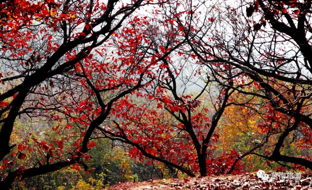 莒南自驾游免费景点大全图片,莒南春季游玩好去处推荐