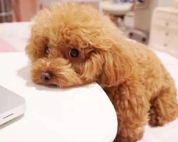 狗狗走路外八字是生病了吗,狗狗后腿外八字怎么矫正