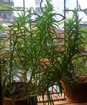 百合花花谢后可以挖出来移栽吗,百合花花谢了还会二次开花吗