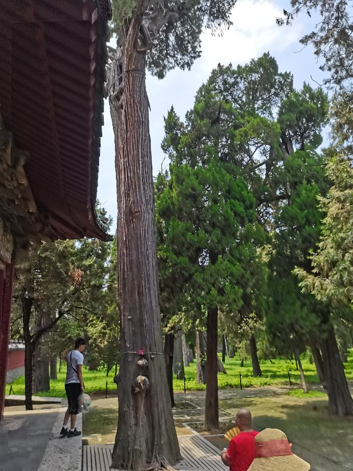 孔府孔庙孔林儿童门票,去孔庙孔府孔林的游记