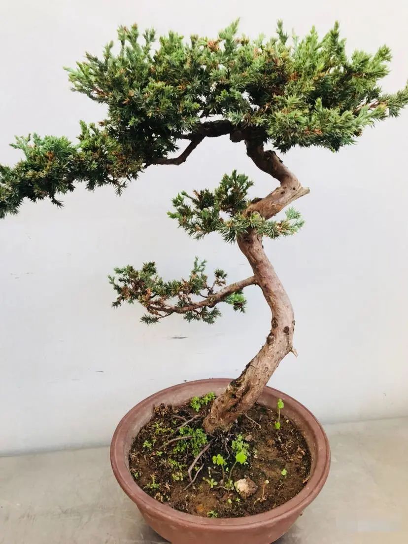 盆景地柏叶片怎么造型,造型盆景怎么养护