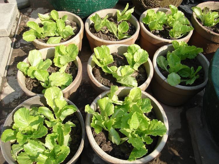 养花种菜都要阳光充足,用懒人花盆养花还需要土壤浇水吗