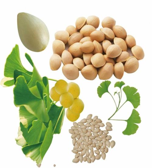 中药银杏仁的功效与作用,中药银杏叶功效与作用