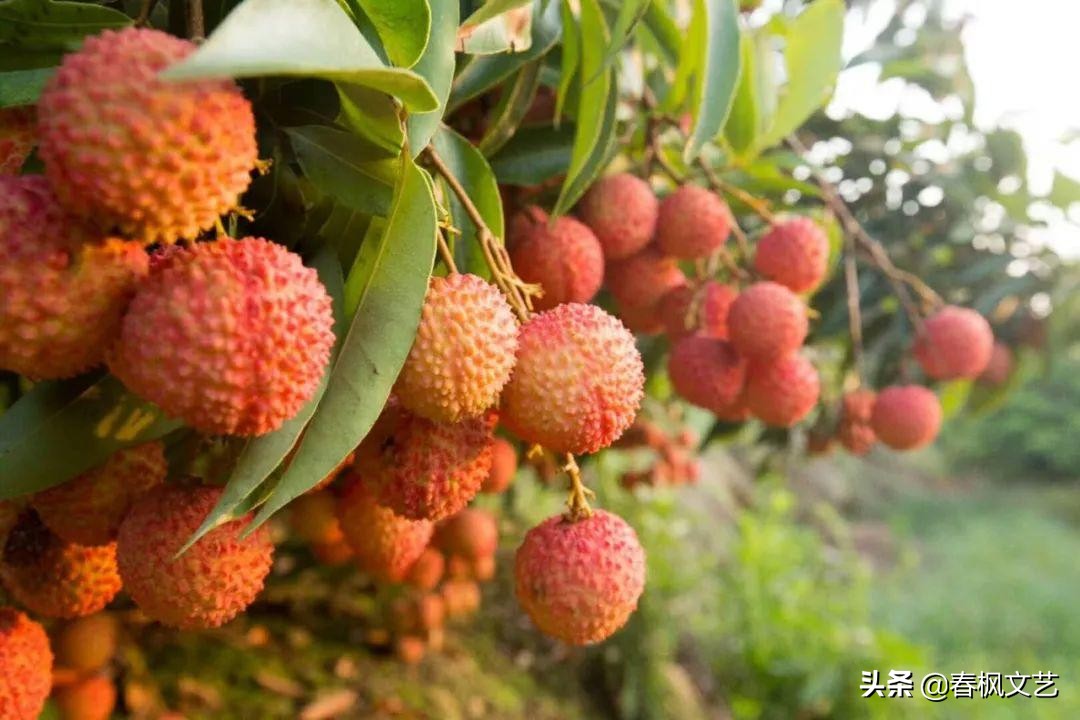 说说我们家乡有什么风俗,说说家乡话春节的特殊习俗