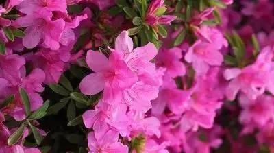 拍摄花的花语,100种摄影基础美学