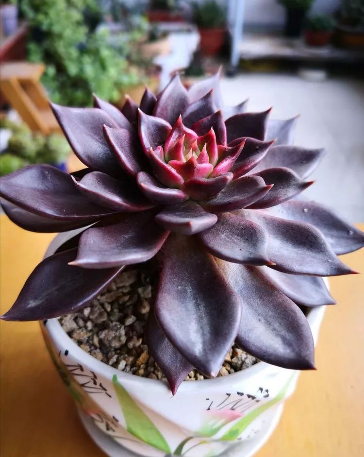 一花一叶一世界多肉,一花一世界多肉之美