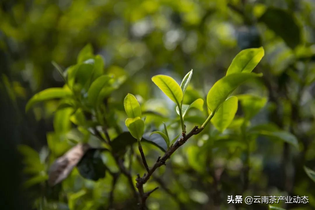 谷雨茶是什么,谷雨茶是什么用处的茶