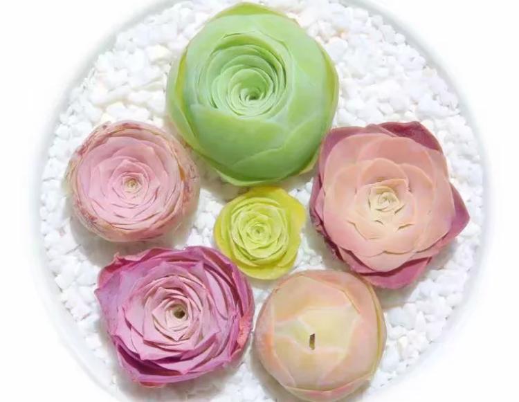 多肉养出状态来有多美？这102种多肉控养上色之后美呆了