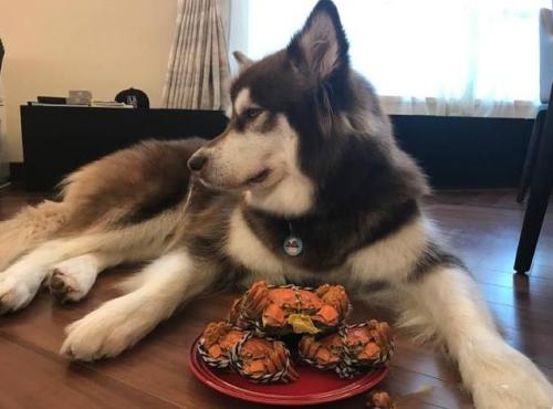 王思聪买的宠物鸭,王思聪买的鸭子