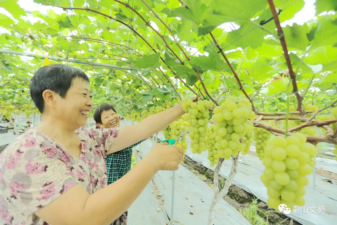 萄益彭山，乐活百年