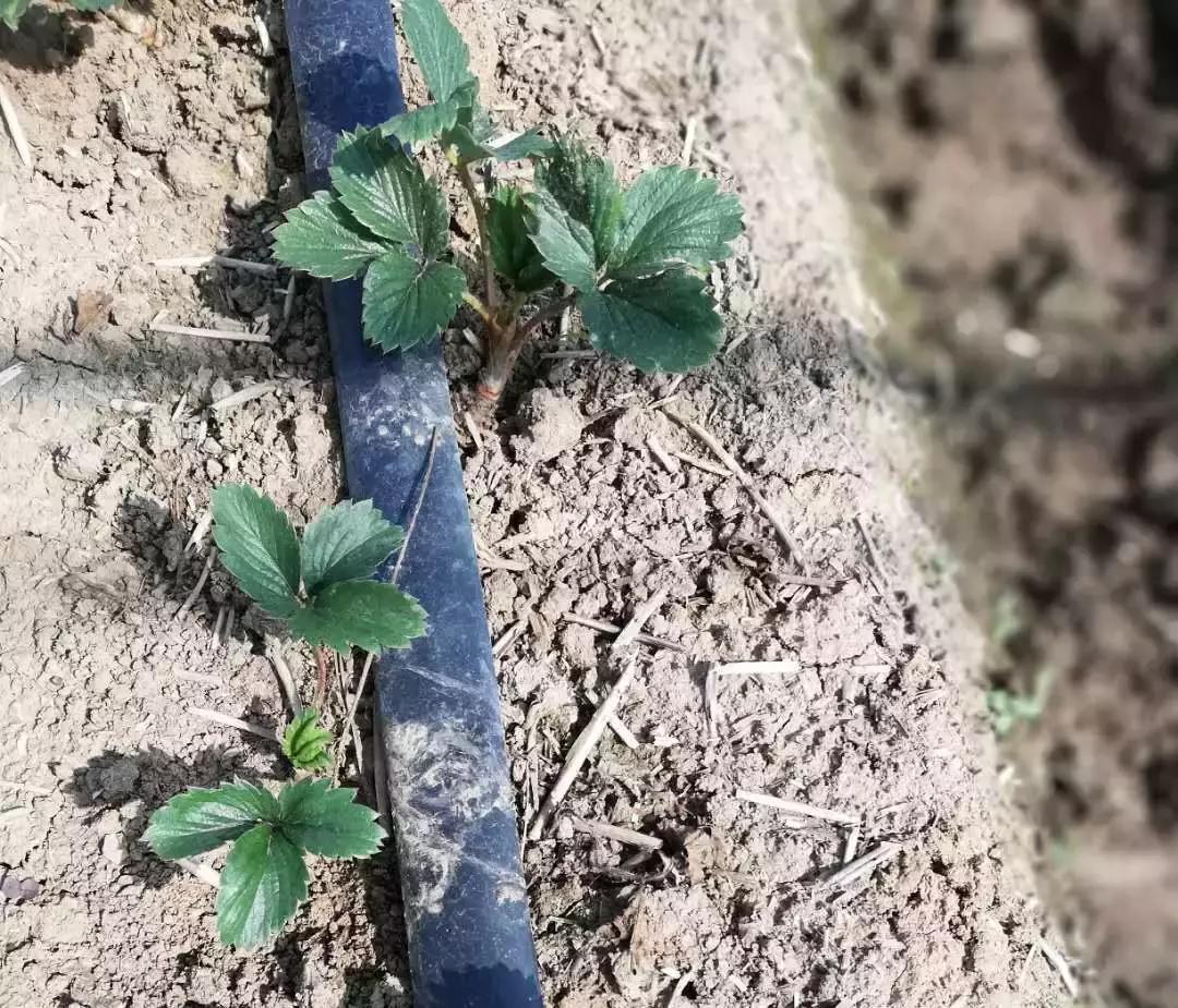 草莓开花没有新叶是什么原因,草莓新叶发黄边缘发红是什么原因