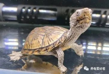 乌龟患上病视频,乌龟生病的几大征兆该用哪些药