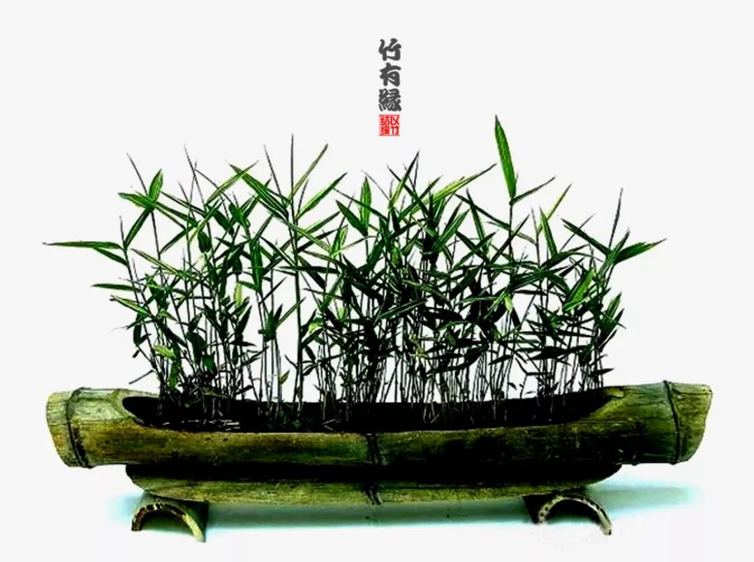 竹子浇水诀窍,竹子浇水的正确方法