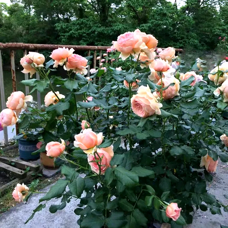 红蜘蛛的四大天敌,蚜虫红蜘蛛都有效的药