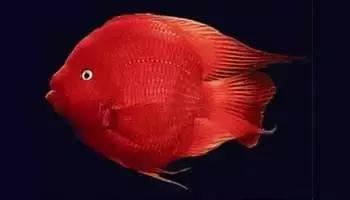 凸头鹦鹉鱼,鹦鹉鱼最大有多大