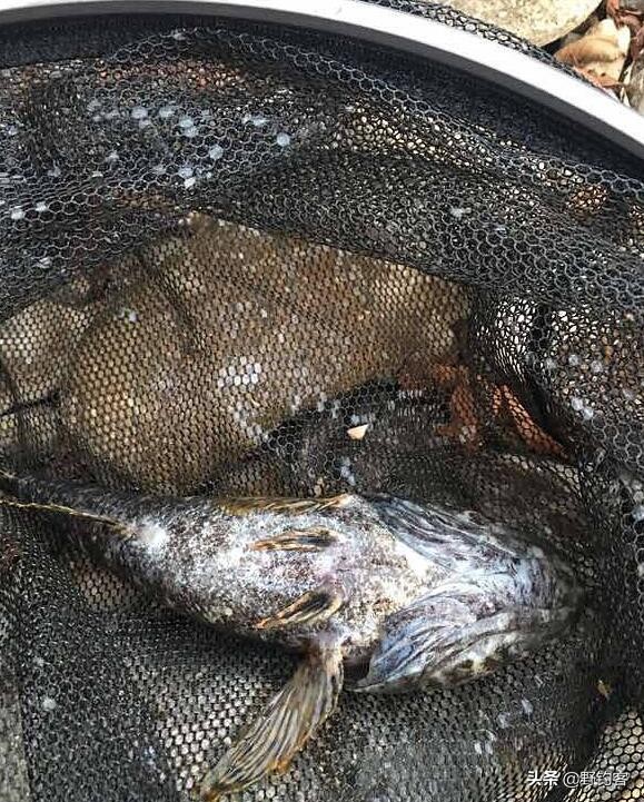 沙塘鳢怎么钓,沙塘鳢什么鱼