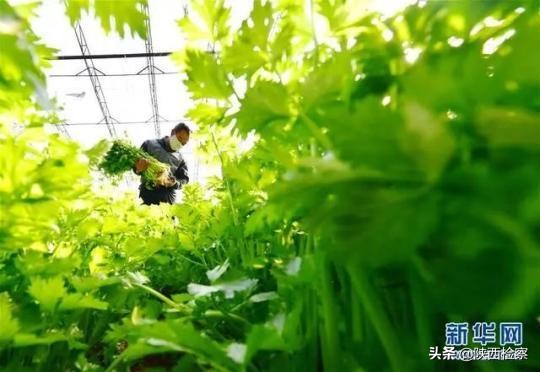 爱心菜十元十斤,10元一份性价比高的菜