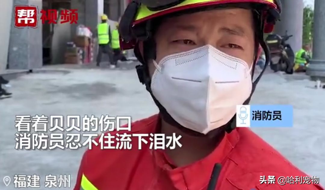 一只叫贝贝的斑点狗,有一只狗叫贝贝视频