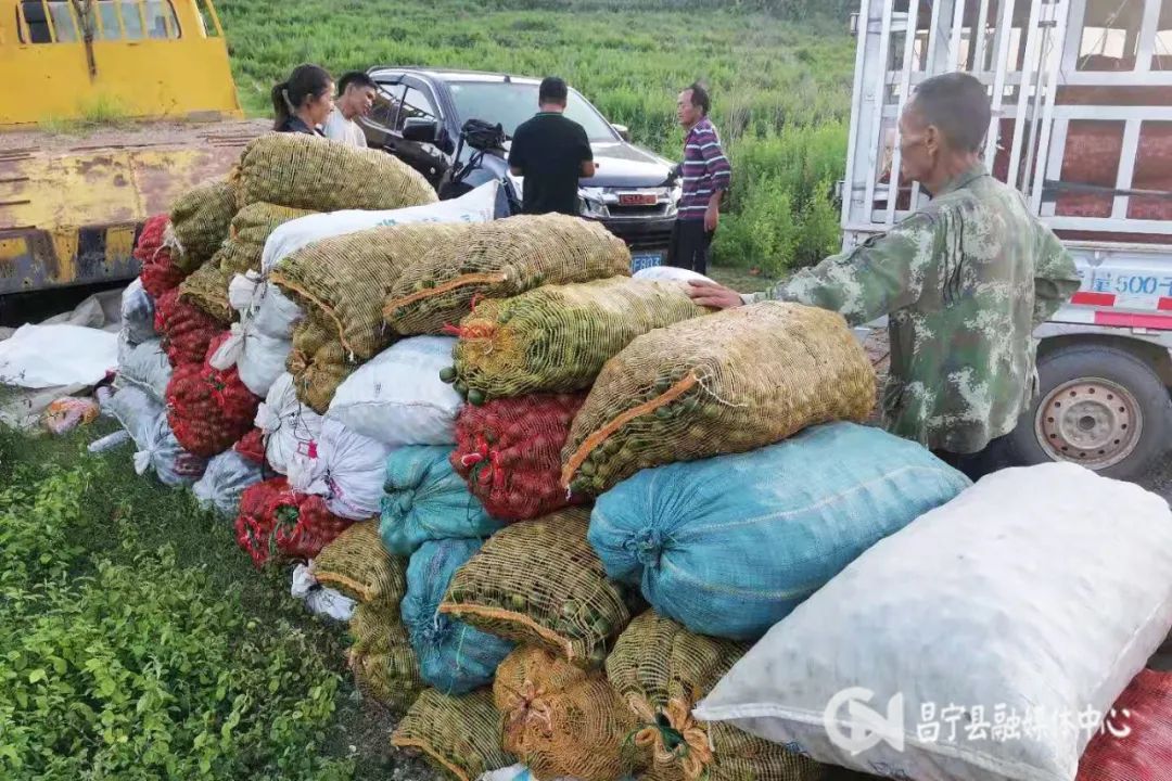 澳洲坚果丰收,单位帮扶农户澳洲坚果喜获丰收