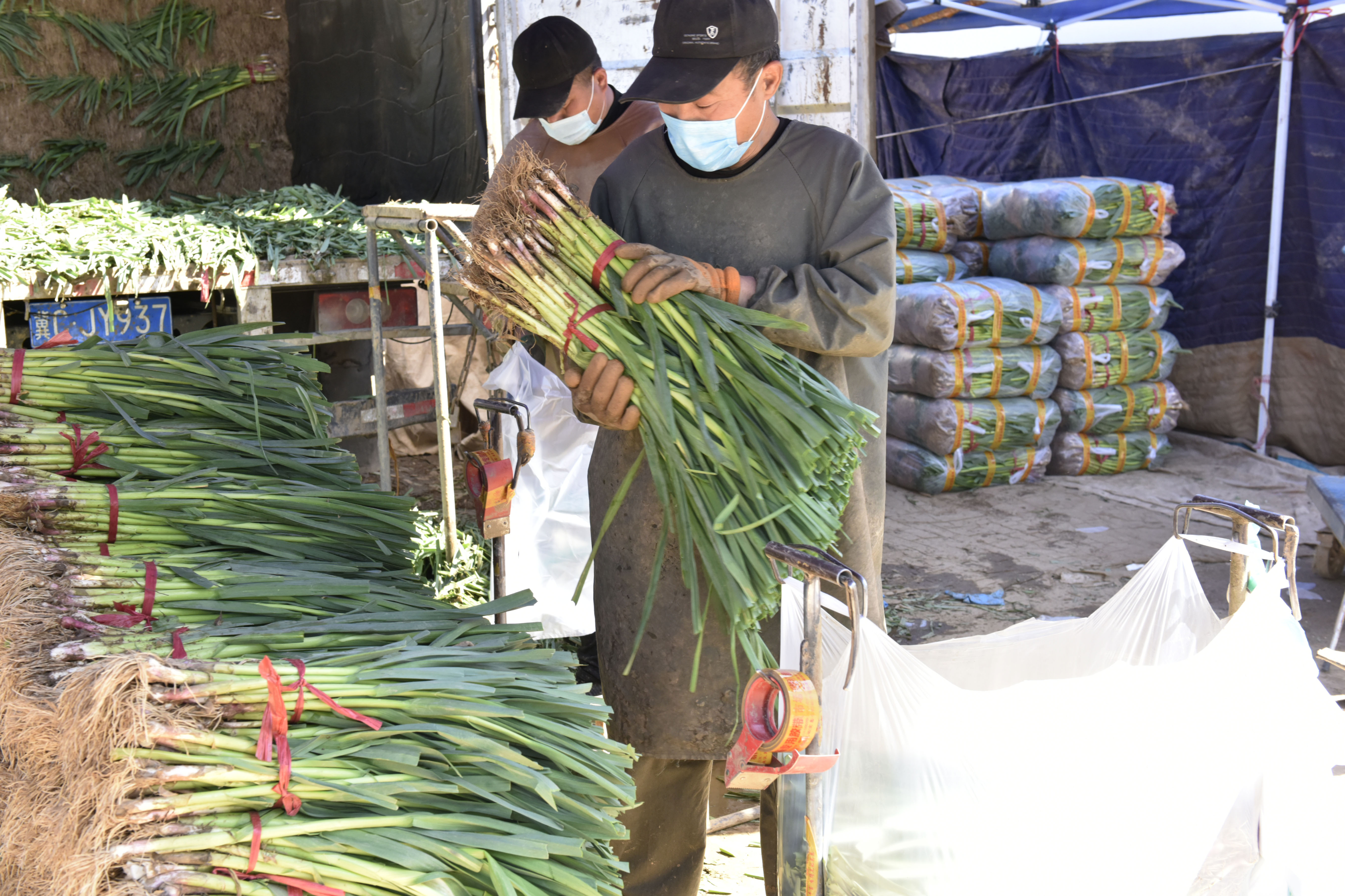 大蒜蒜苔行情分析,新蒜苔批发