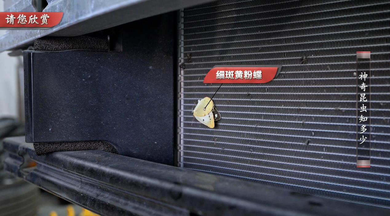 丰田真的开不坏吗,丰田雷凌双擎烂路测试