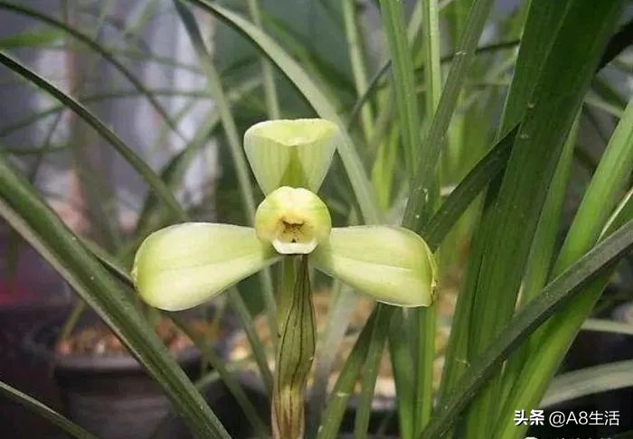 汪字兰花历史,汪姓文化传承