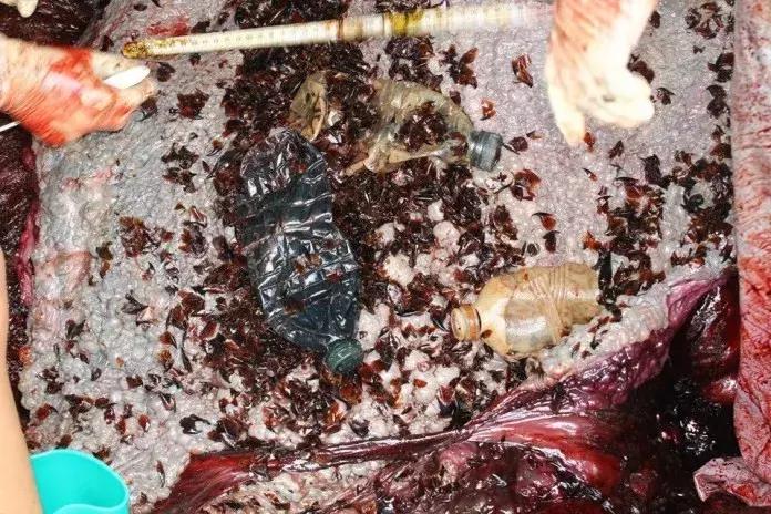 1116只鲨鱼被塑料缠住，不及余文乐发布一则视频引发的“痛感”