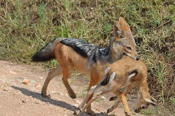 胡狼“大帝”：比平头哥胆子还大的非洲蹭饭王