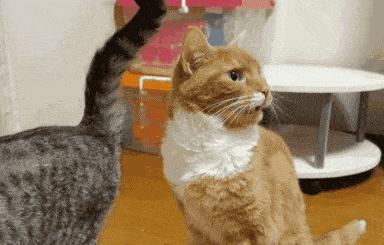 爱我，就给我舔屁股吧