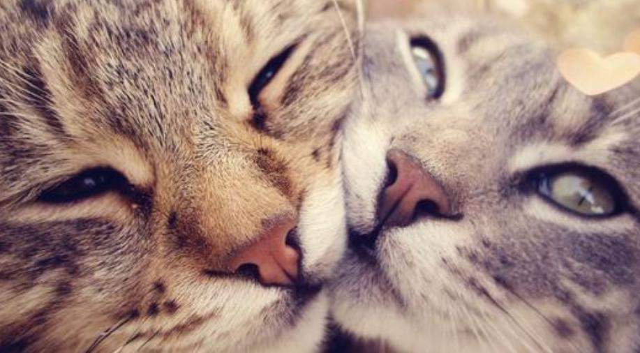 家里猫咪发情了？你知道该如何给它挑选好的配偶吗？