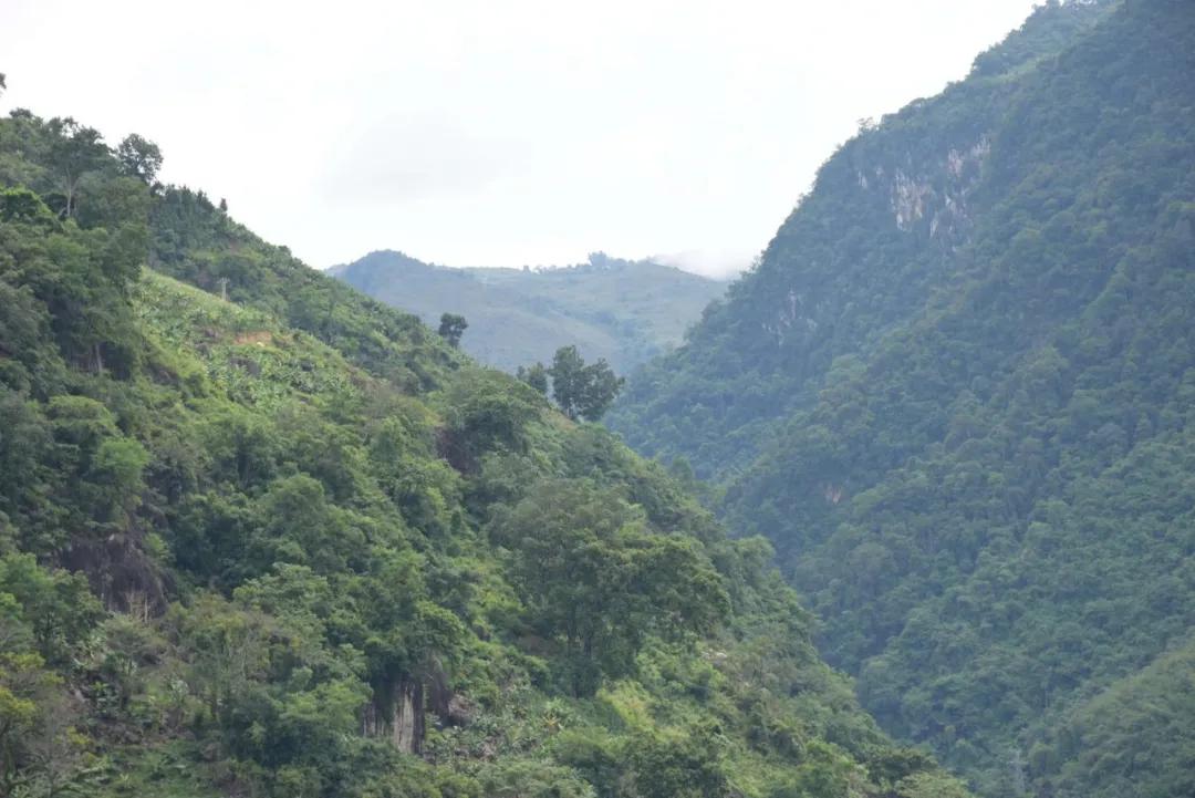 cop15的保护动物有哪些,cop15网红绿植