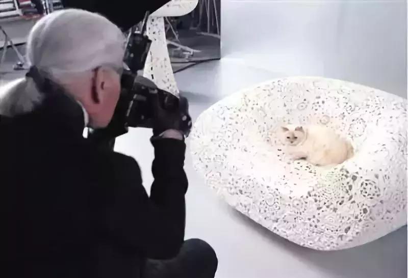 老佛爷的遗产真的由猫继承,老佛爷的所有家产最后留给了猫